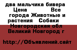 два мальчика бивера › Цена ­ 19 000 - Все города Животные и растения » Собаки   . Новгородская обл.,Великий Новгород г.